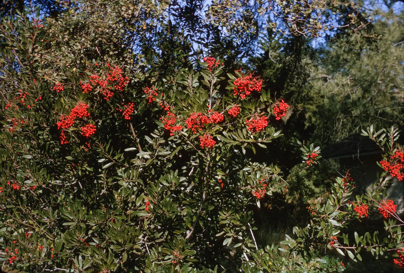 Heteromeles arbutifolia in fruit