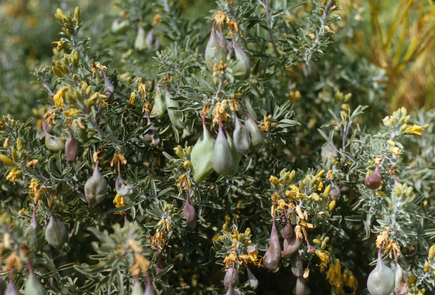 Isomeria arborea