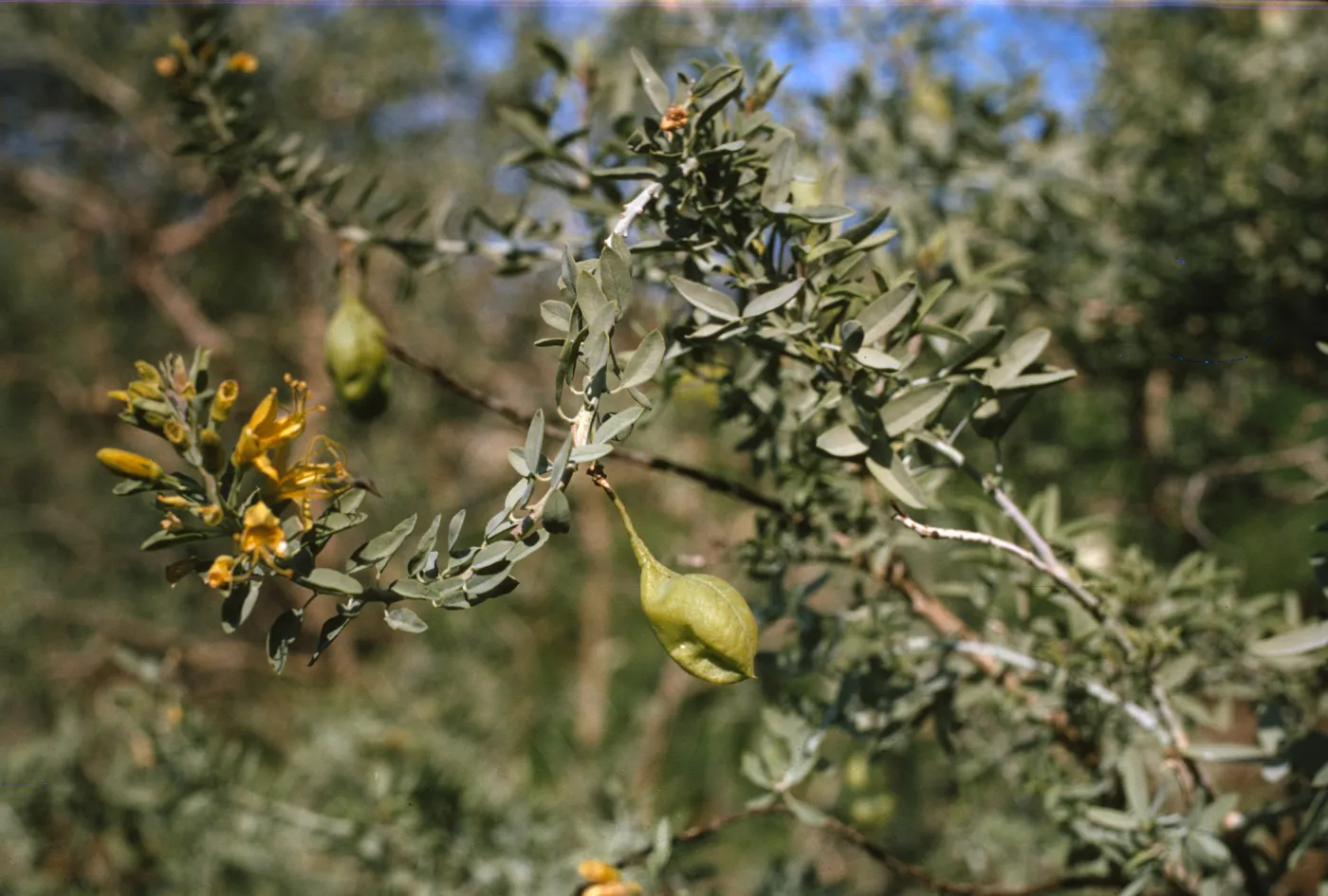 Isomeris arborea