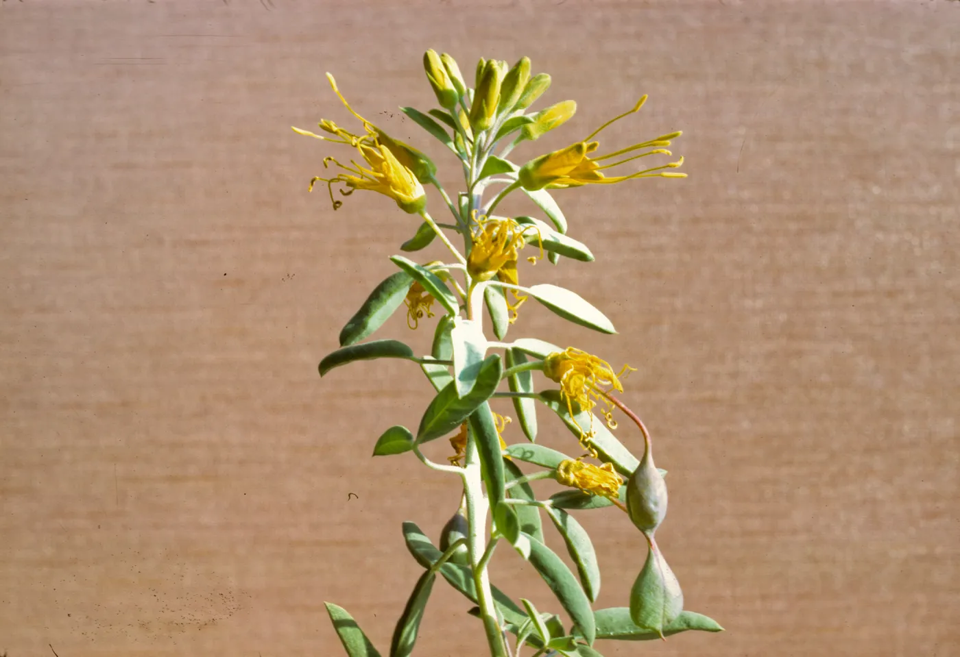 Isomeris arborea