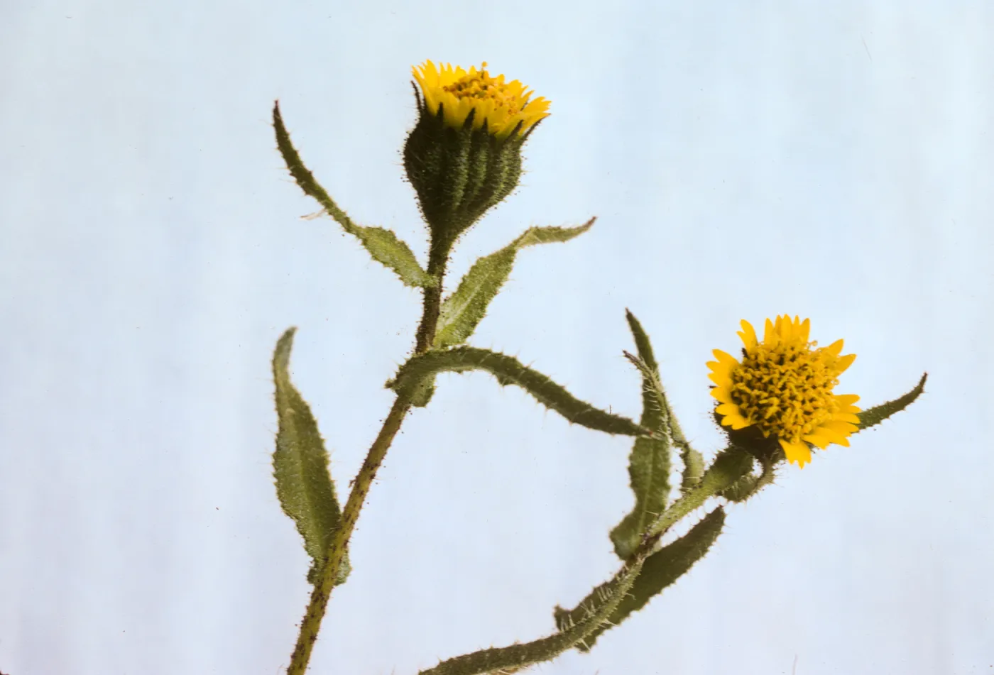 Layia paniculata