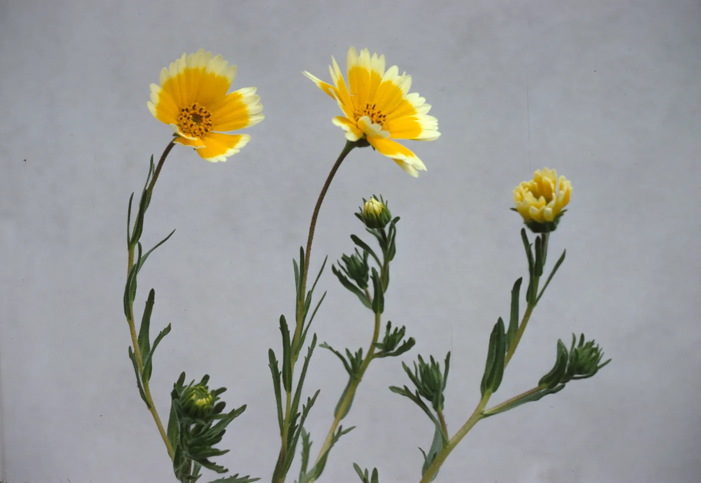 Layia platyglossa