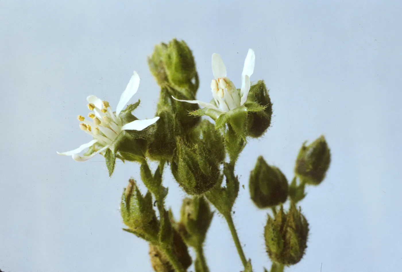 Horkelia cuneata