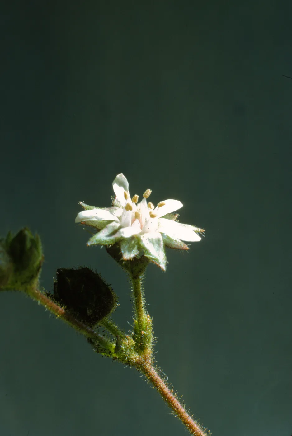 Horkelia cuneata