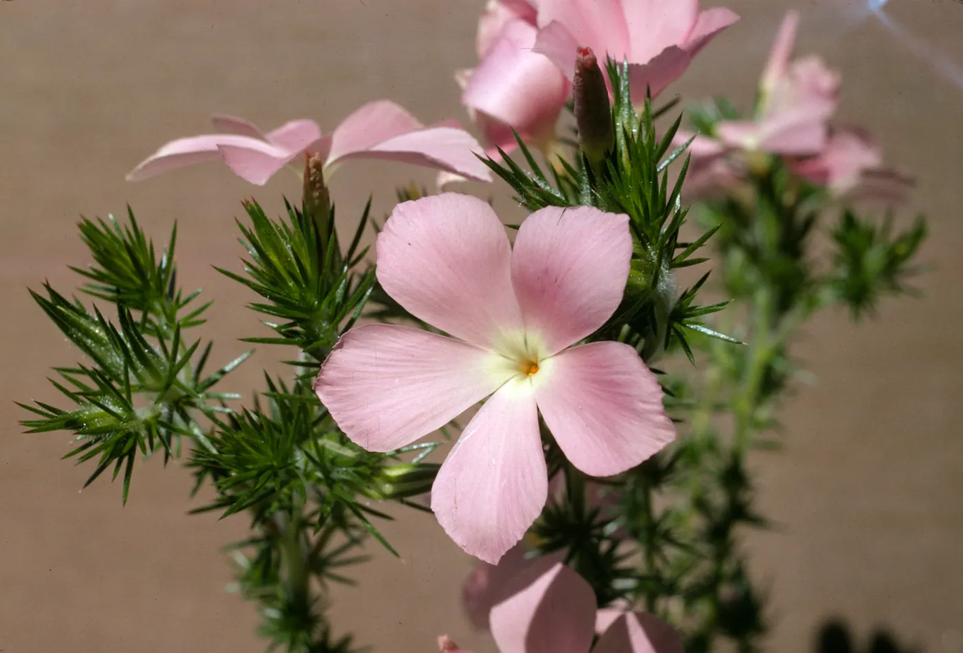 Leptodactylon californicum
