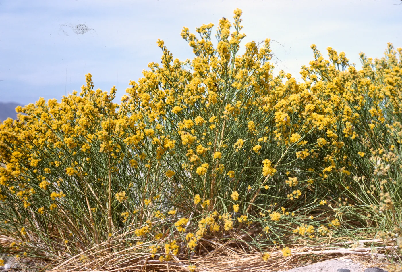 Lepidospartum squamatum