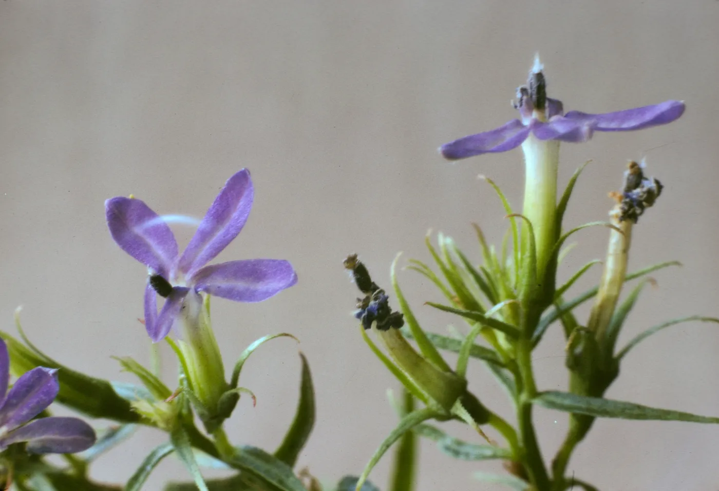 Lobelia dunnii var. serrata
