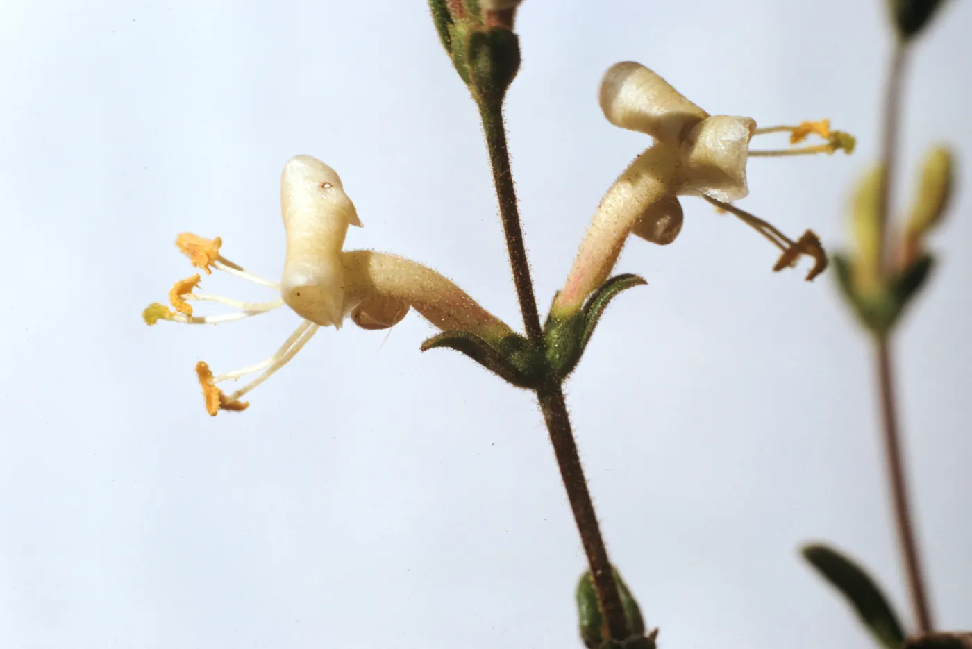Lonicera subspicata