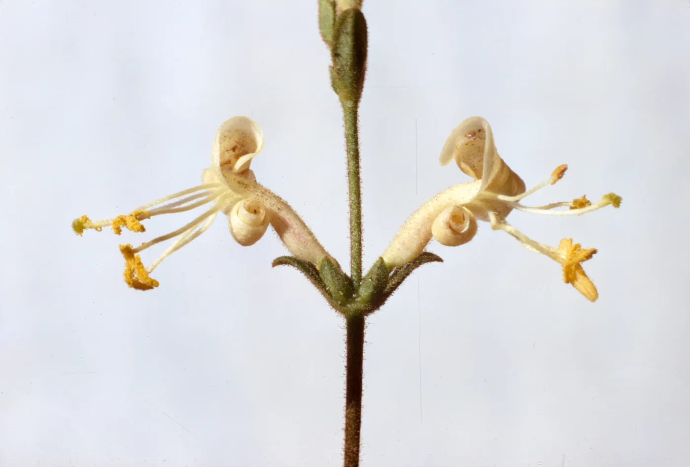 Lonicera subspicata