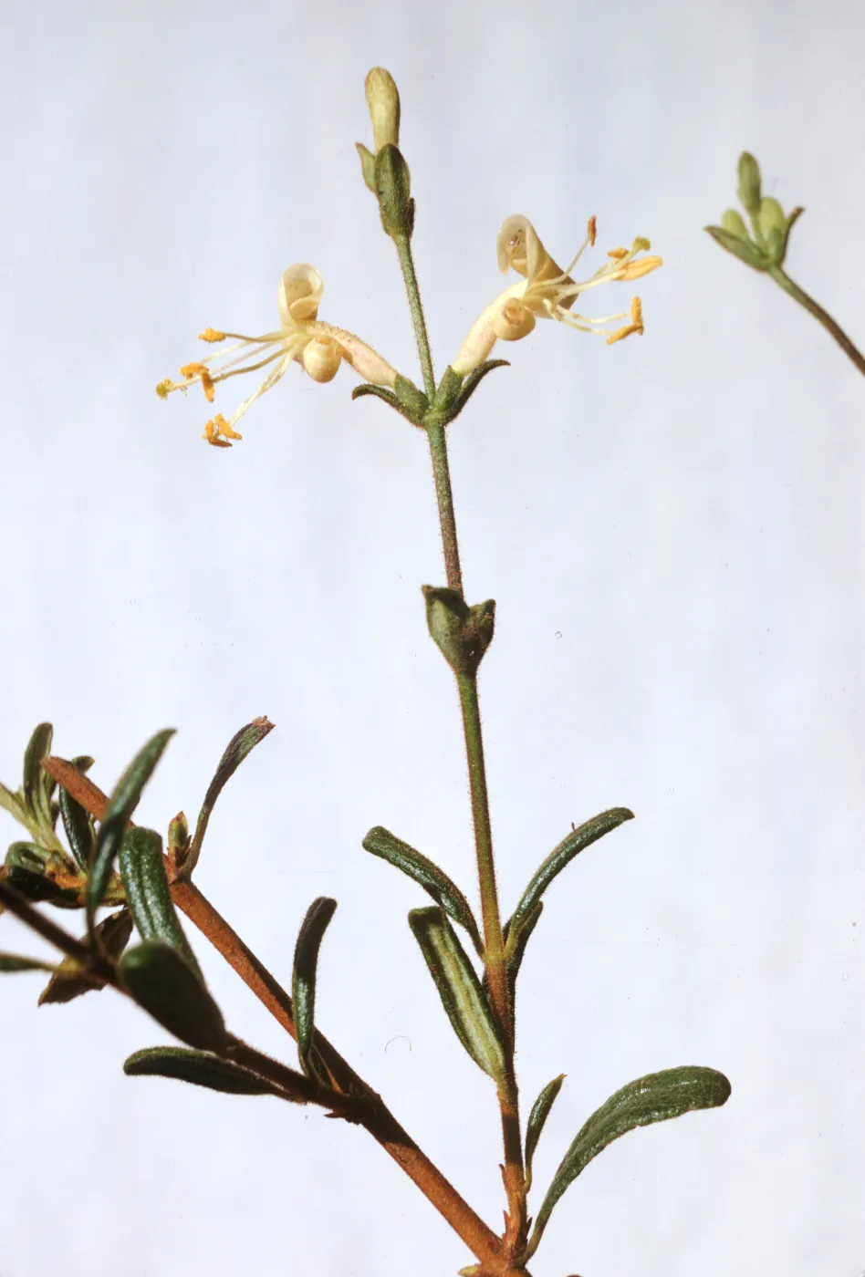 Lonicera subspicata