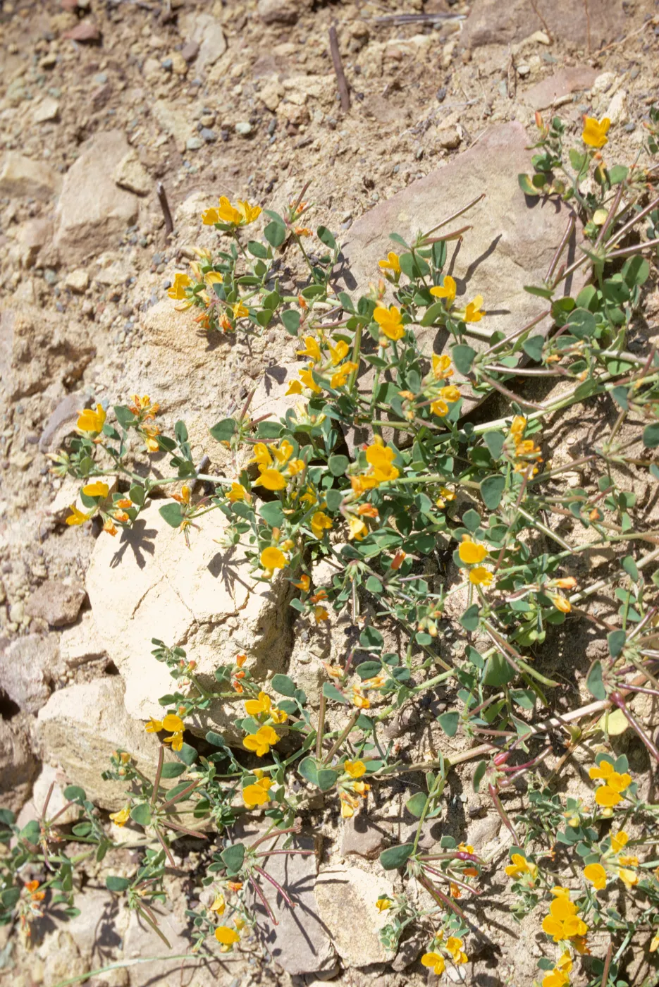 Lotus salsuginosus