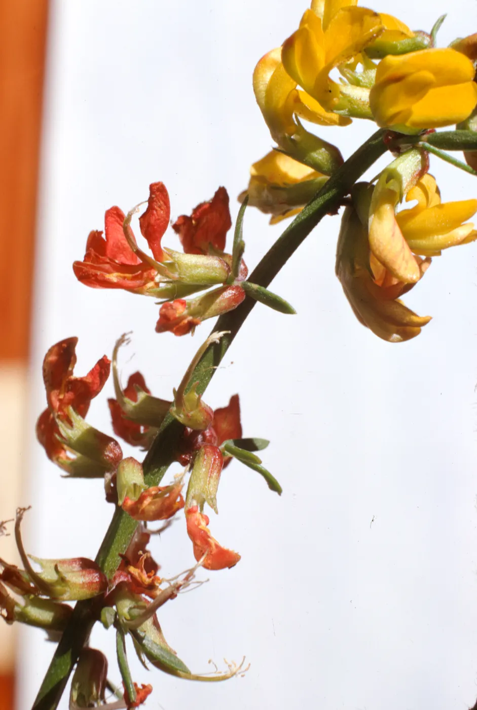 Lotus scoparius