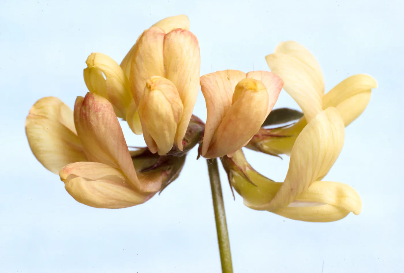 Lotus grandiflorus