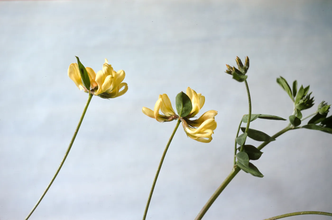 Lotus grandiflorus
