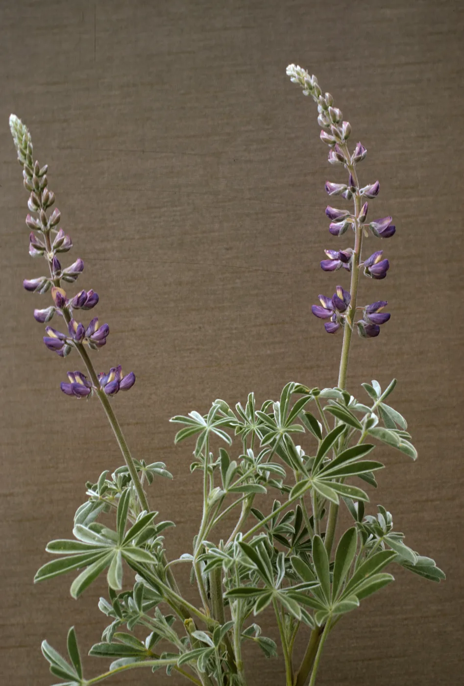 Lupinus formosus