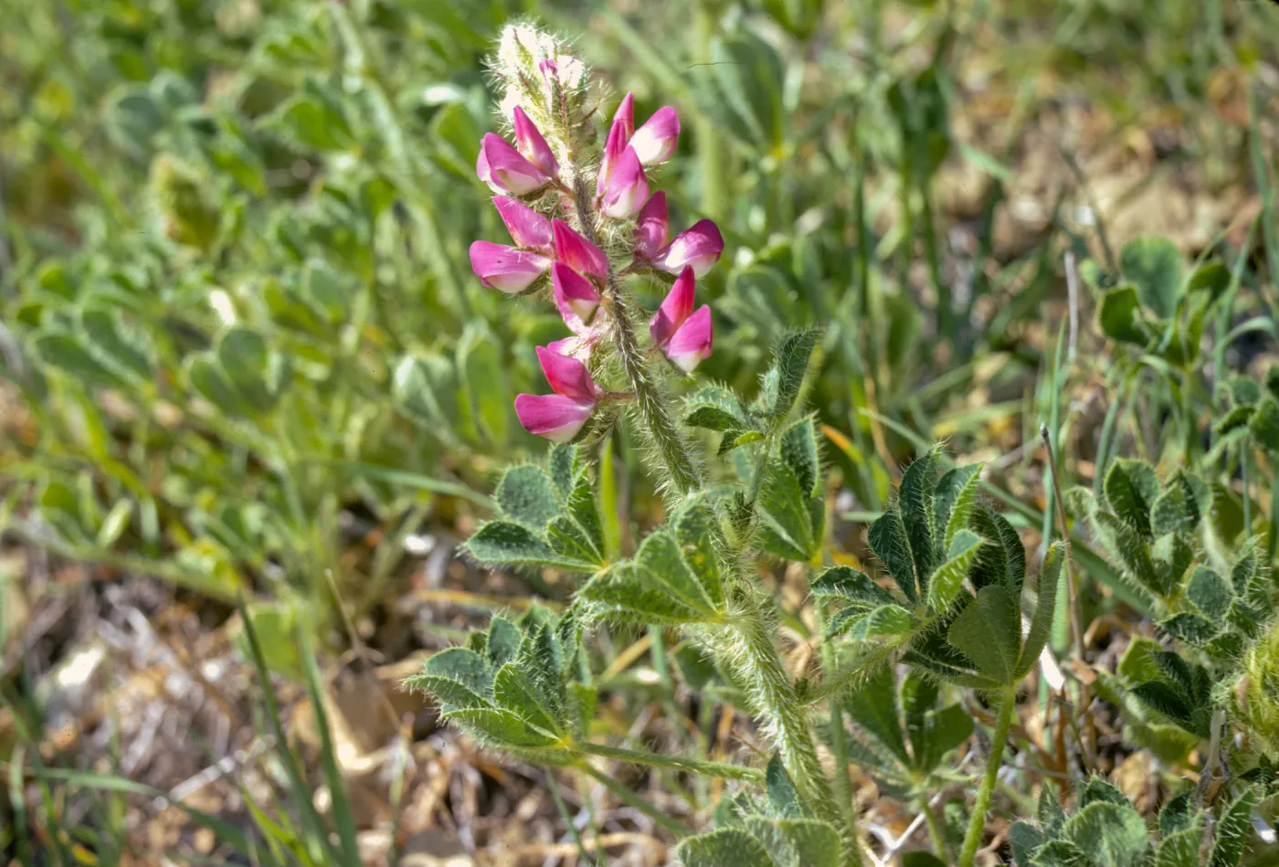 Lupinus hirsutissimus
