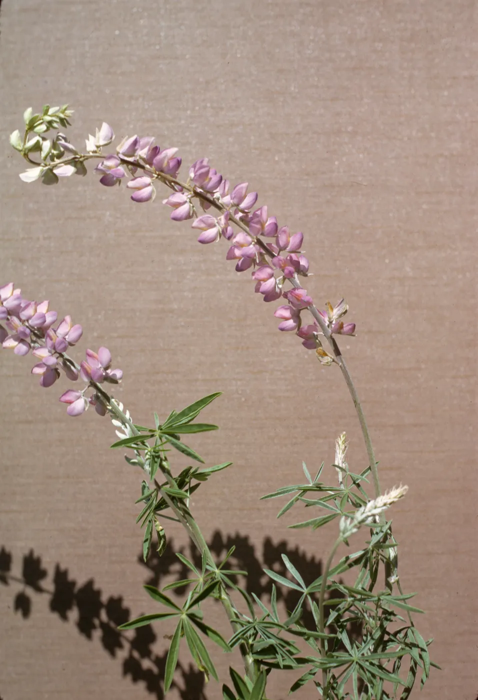 Lupinus longifolius