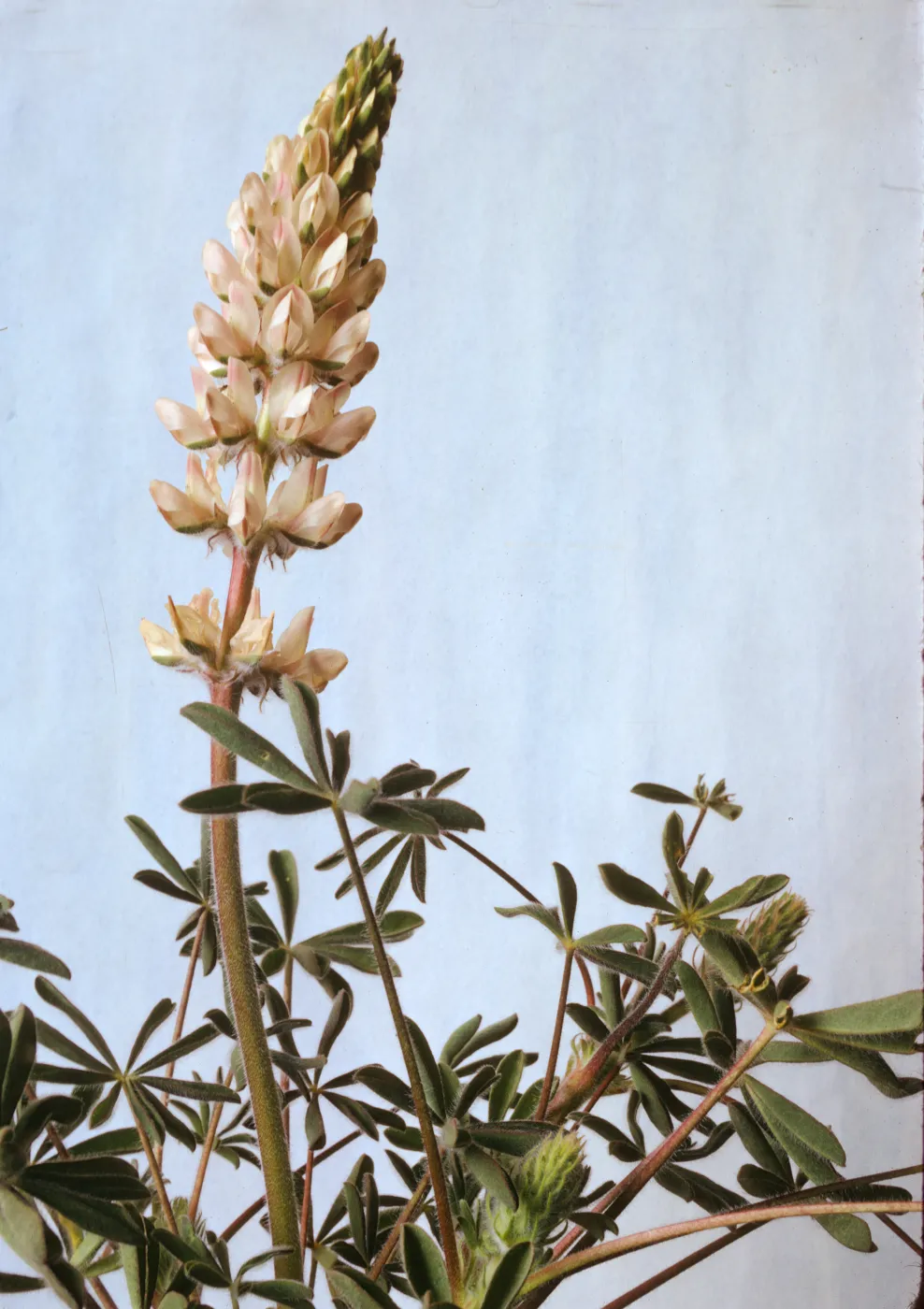 Lupinus subvexus