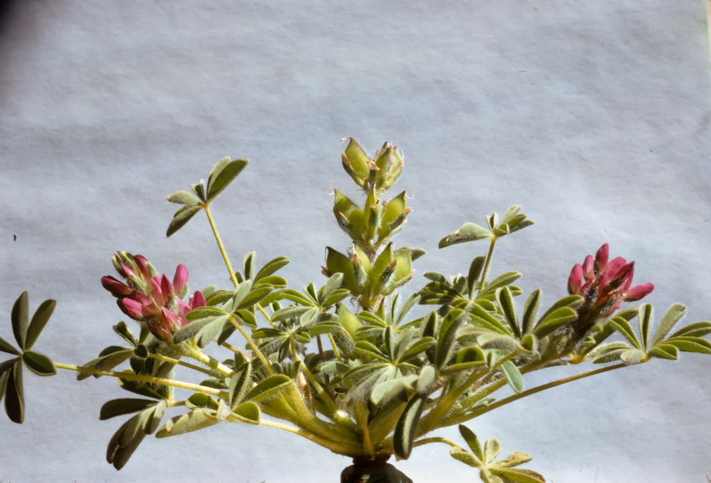 Lupinus ruber
