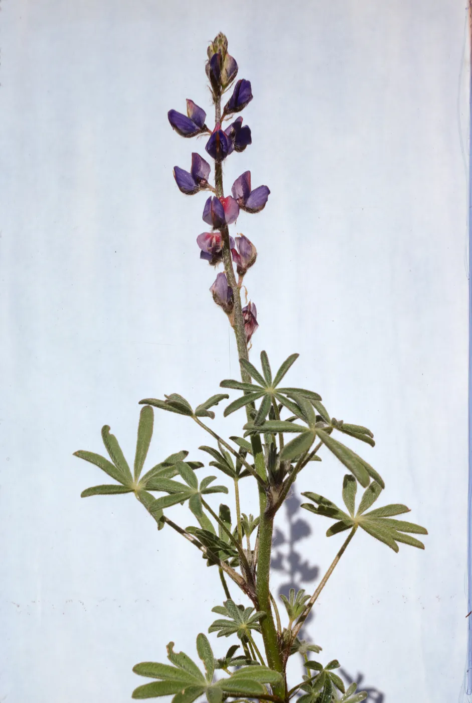Lupinus sparsiflorus