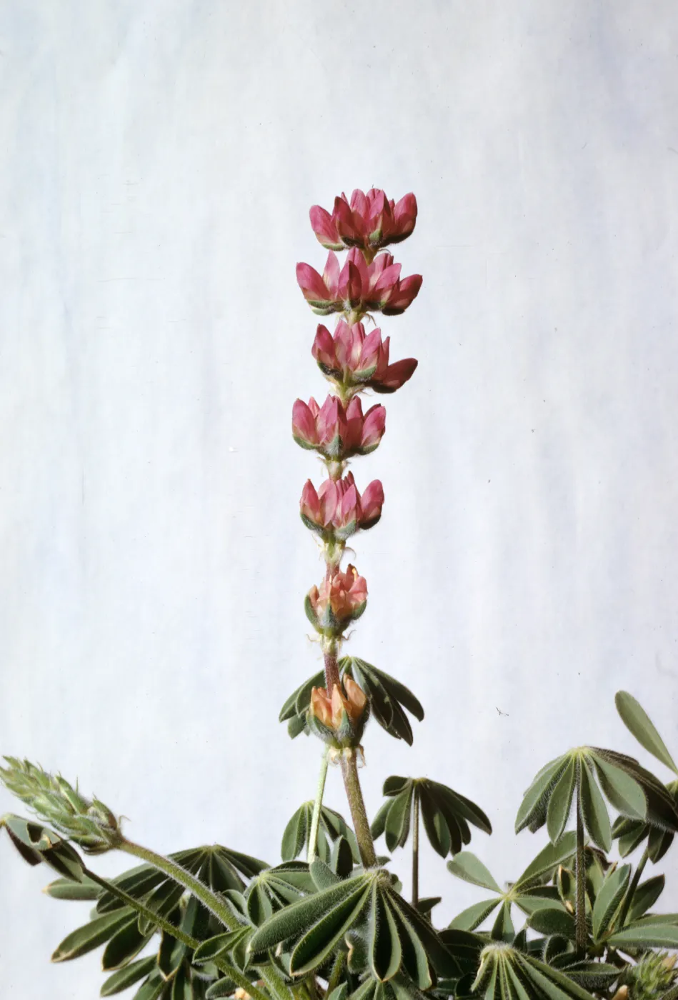 Lupinus subvexus var. phoeniceus