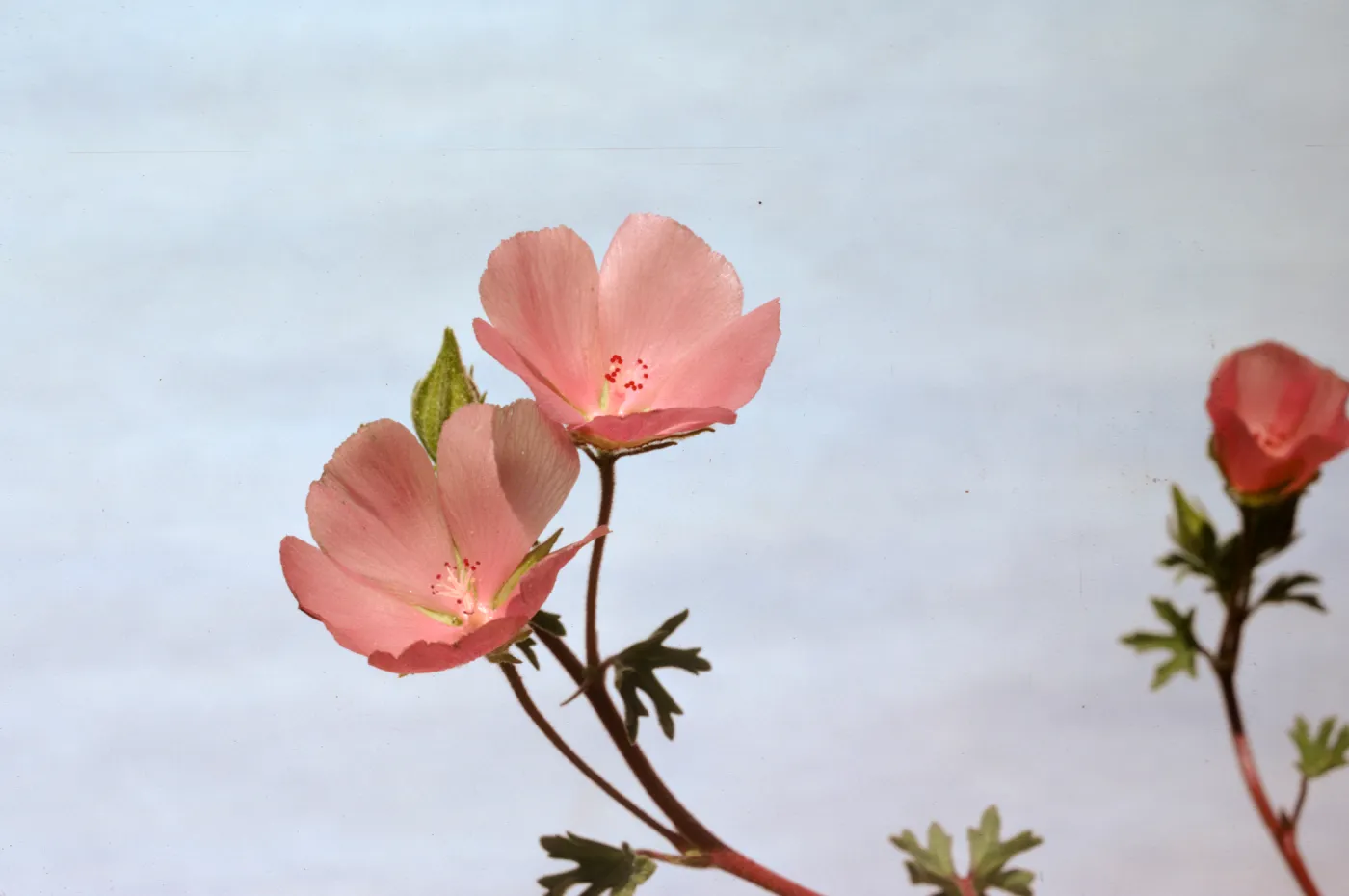 Malvastrum parryi