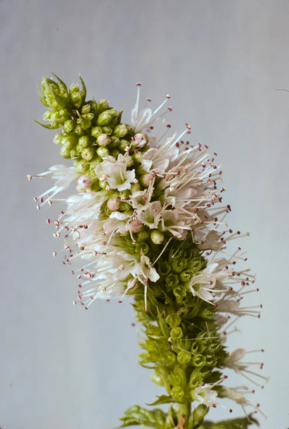 Mentha spicata