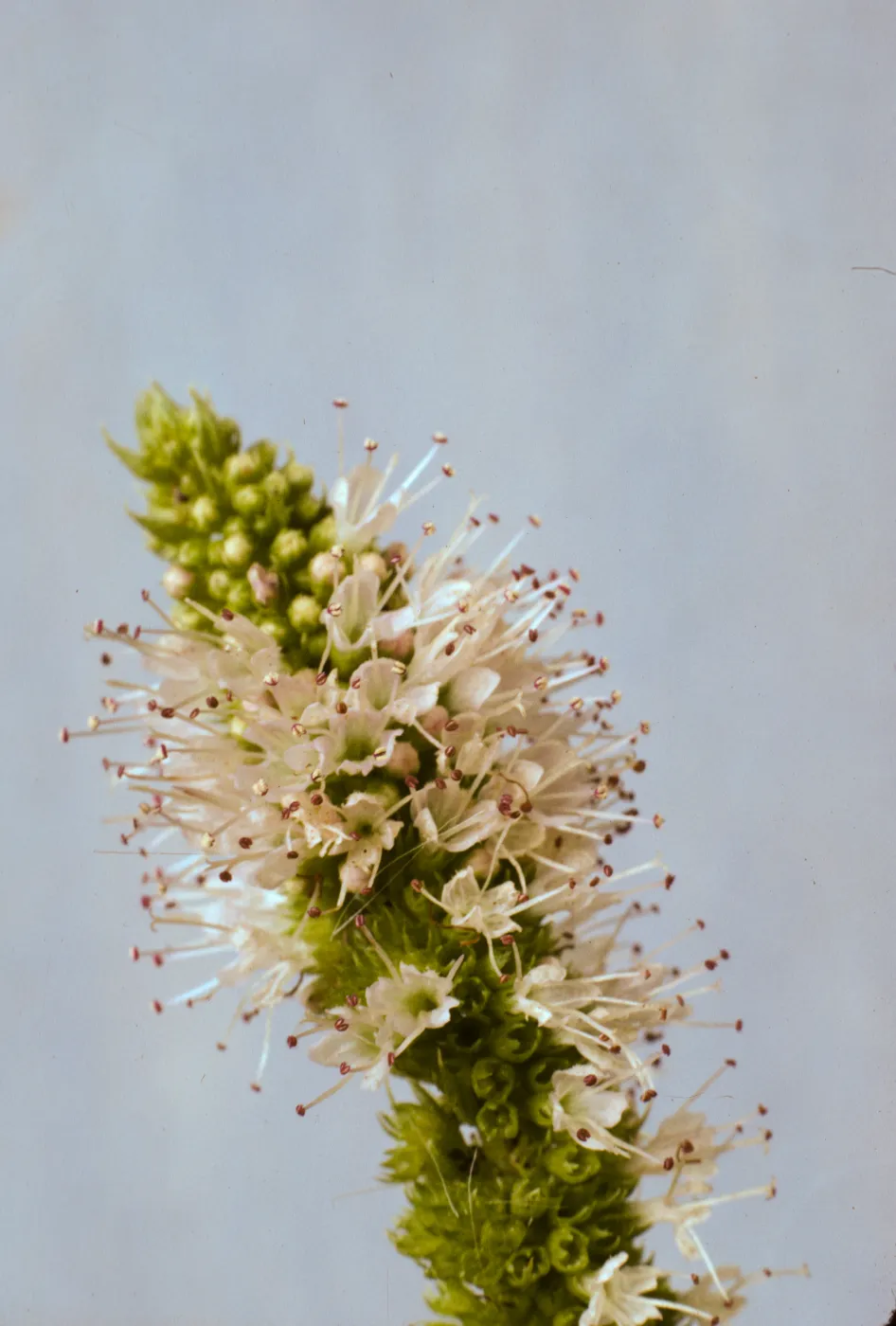 Mentha spicata