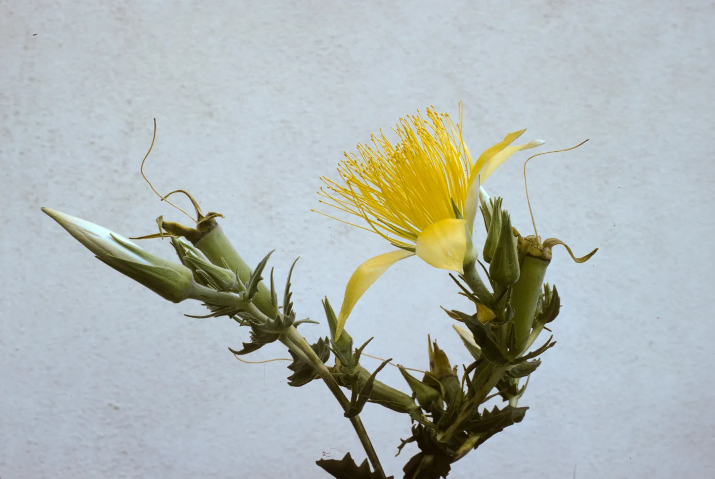 Mentzelia laevicaulis