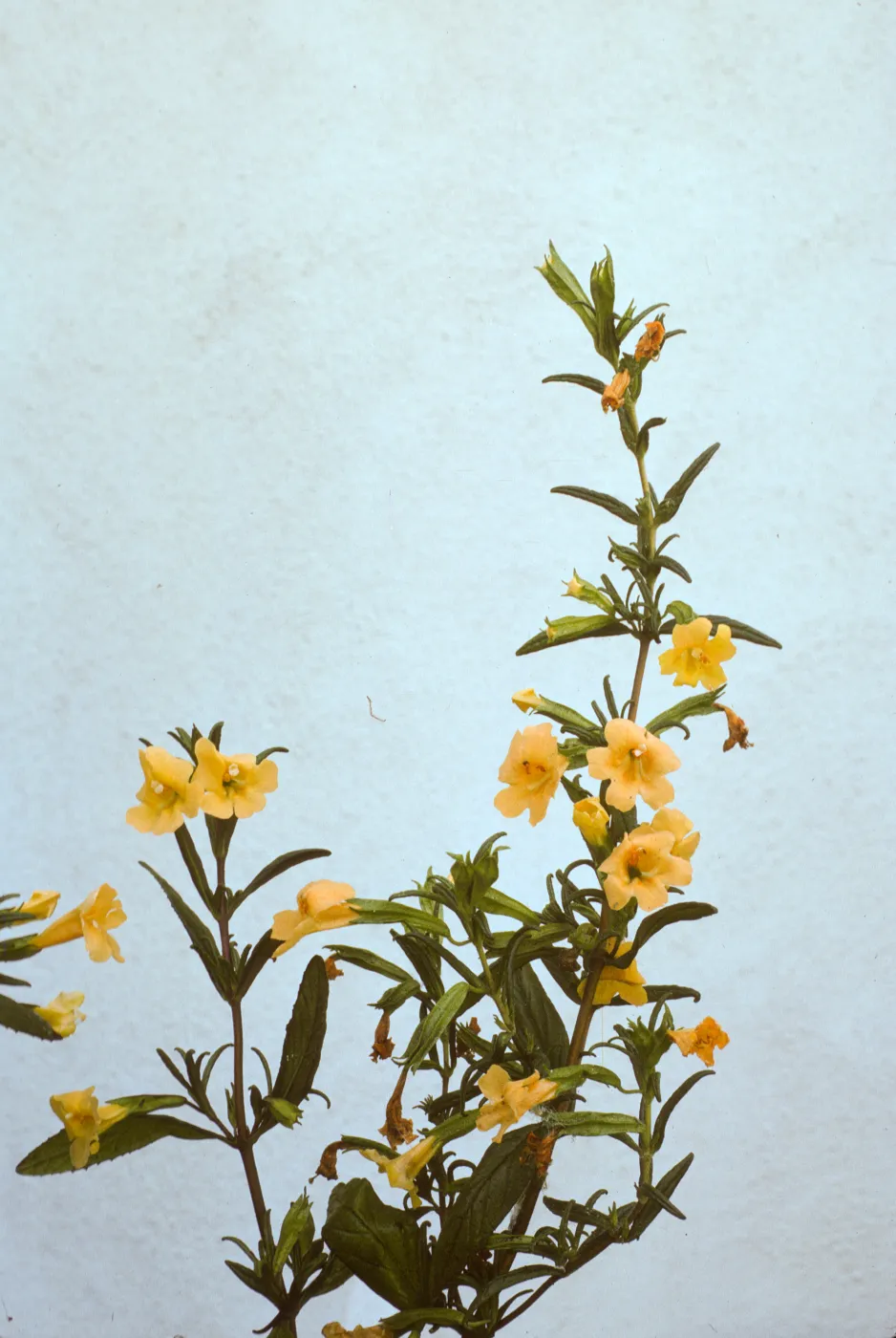 Mimulus aurantiacus ssp. lompocensis