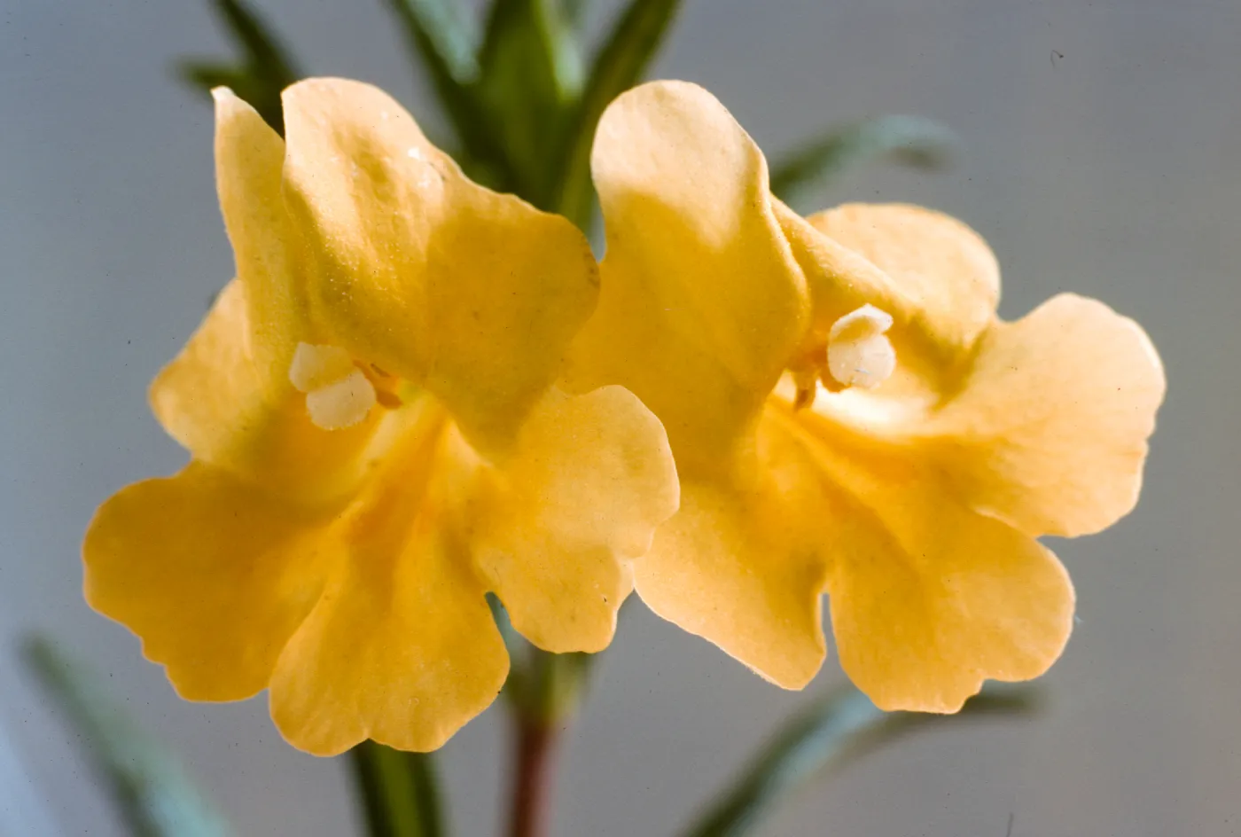 Mimulus aurantiacus ssp. lompocensis