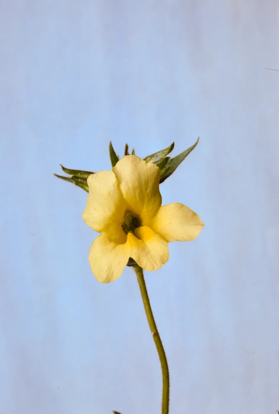 Mimulus brevipes