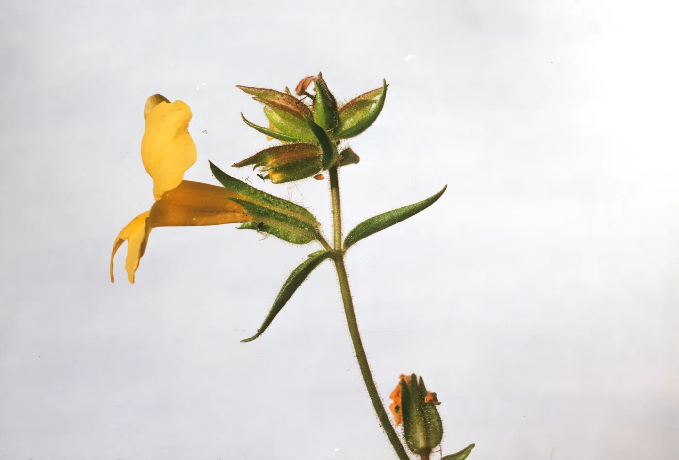 Mimulus brevipes 