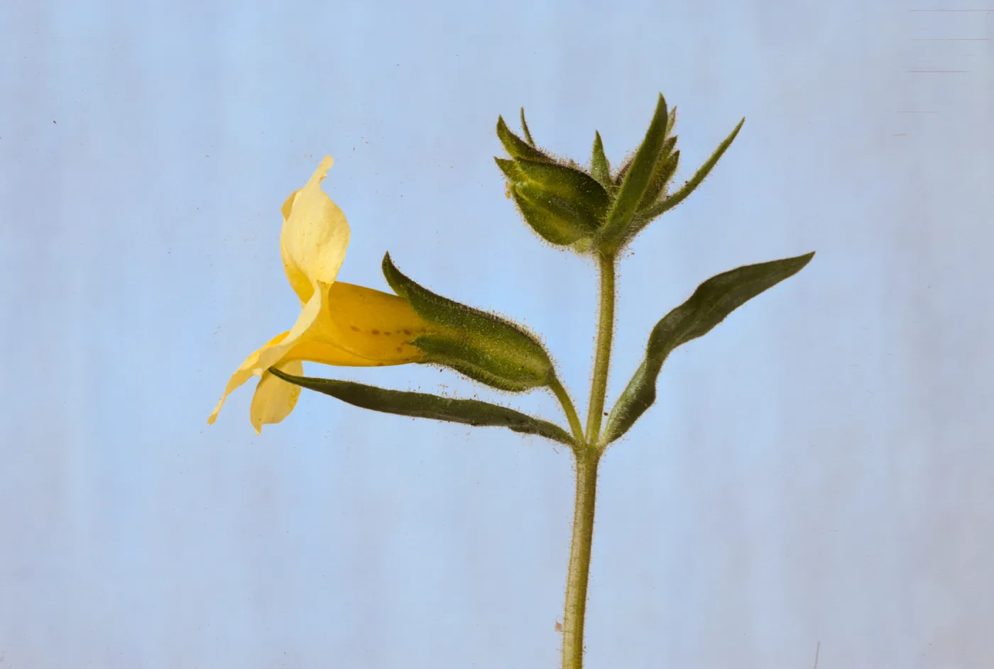 Mimulus brevipes