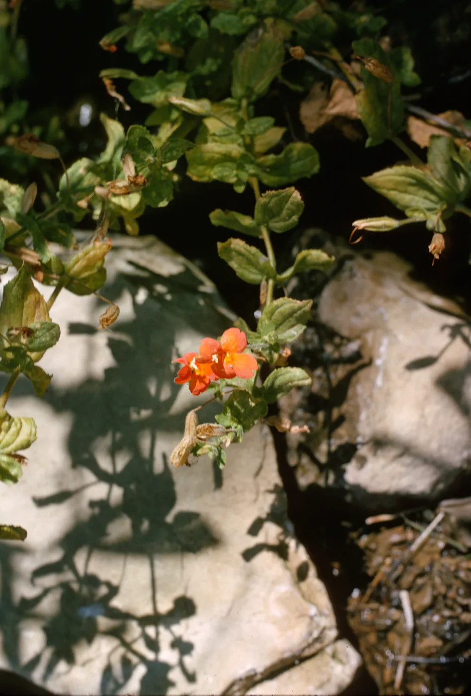 Mimulus cardinalis, natural habitat in rocky crevass