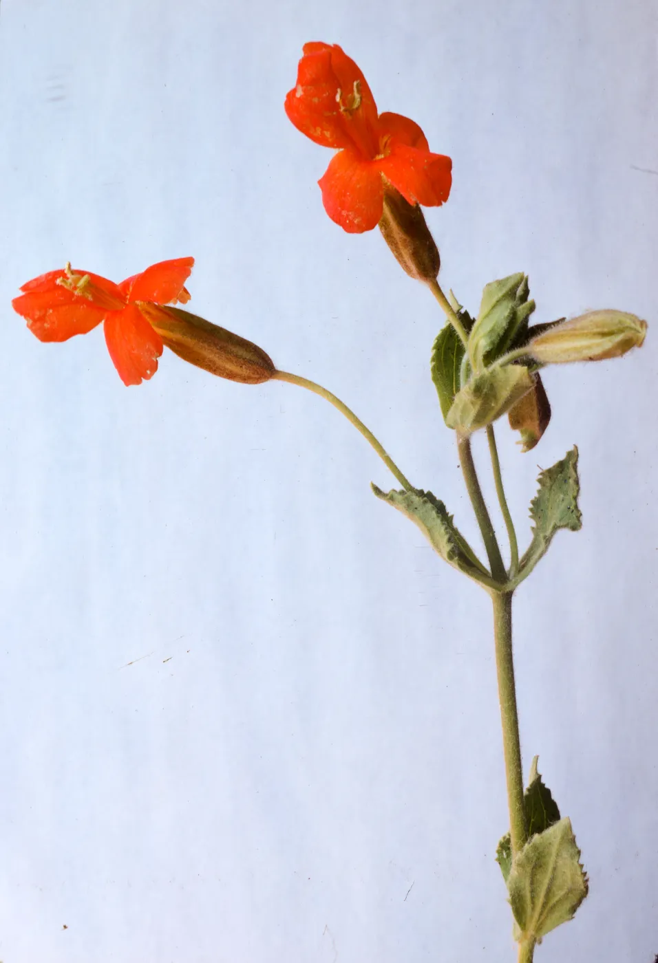 Mimulus cardinalis