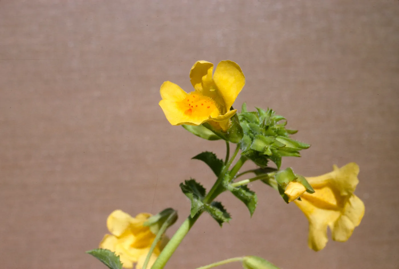 Mimulus guttatus