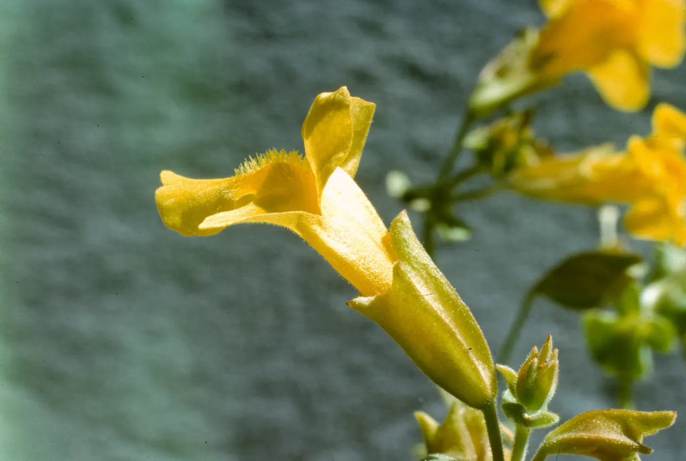 Mimulus guttatus