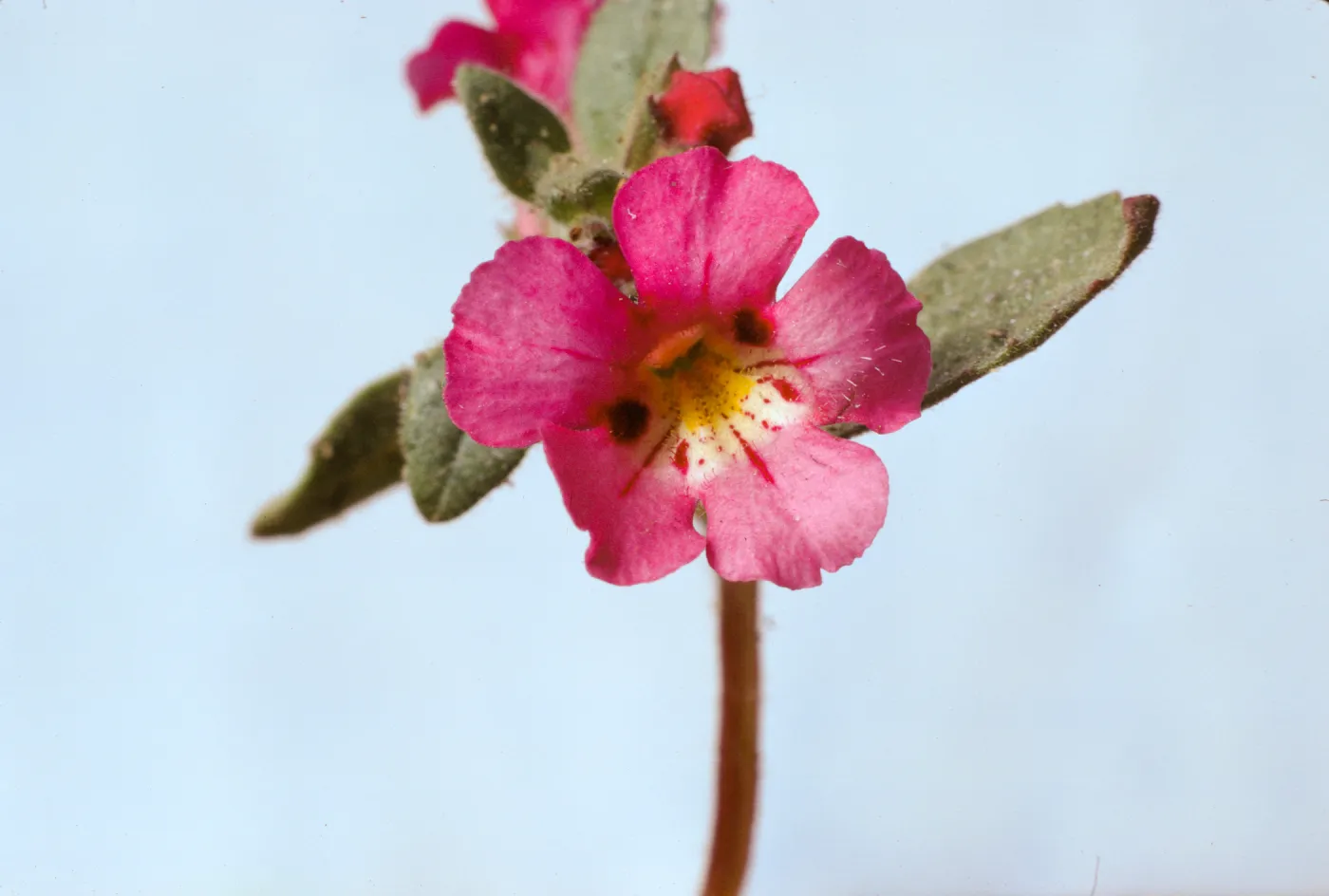 Mimulus johnstonii