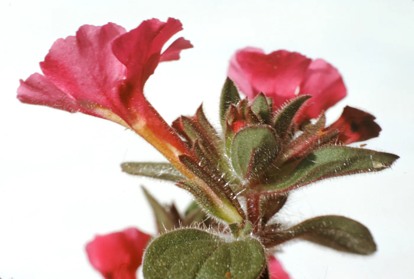 Mimulus johnstonii