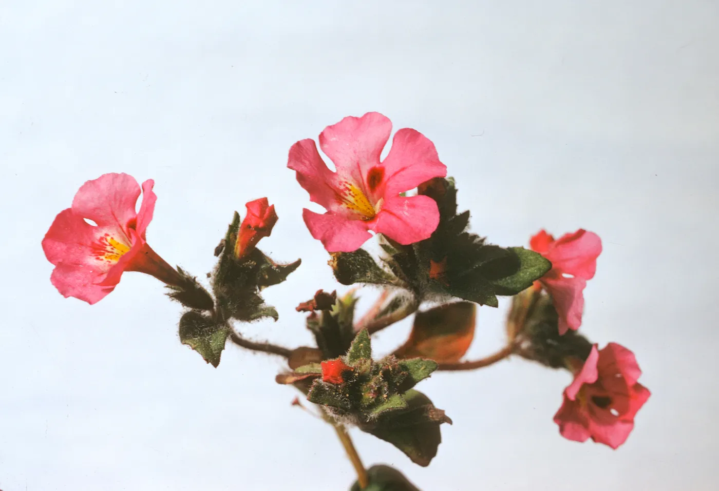 Mimulus johnstonii