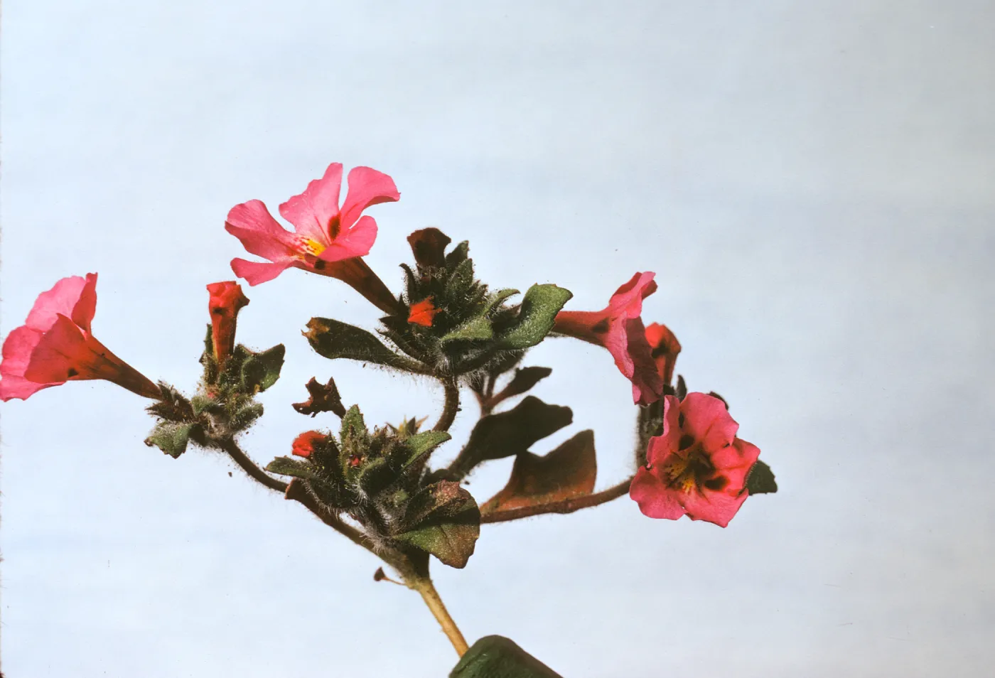 Mimulus johnstonii