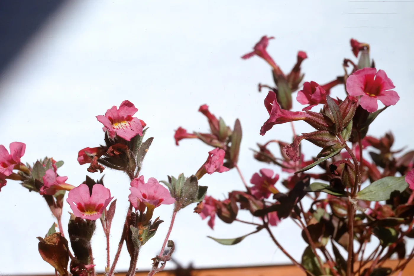 Mimulus johnstonii