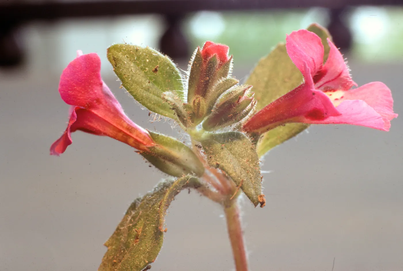 Mimulus johnstonii