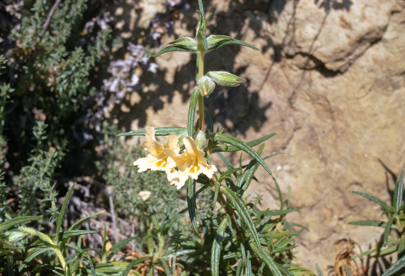 Mimulus longiflorus in natural habitat