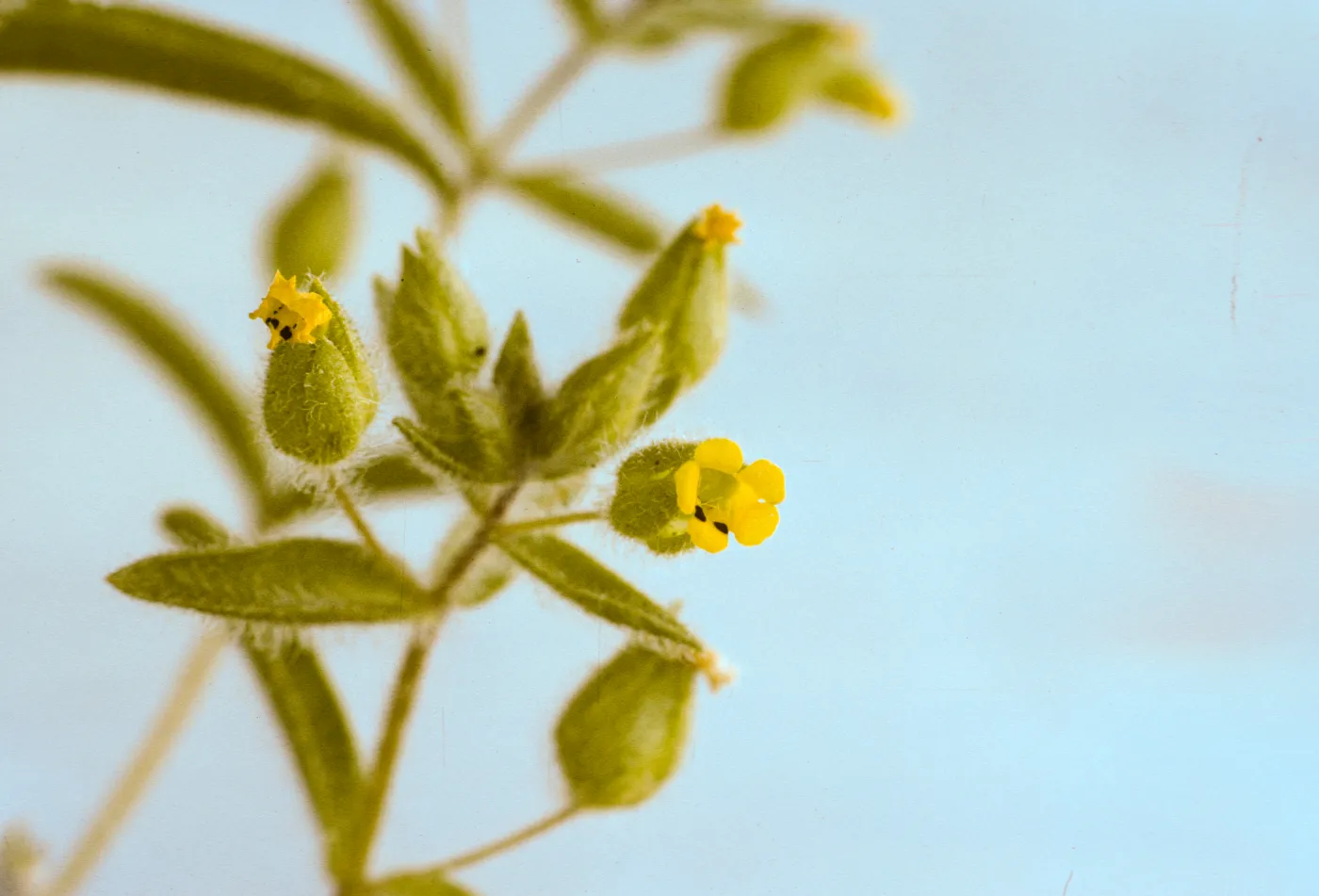 Mimulus pilosus