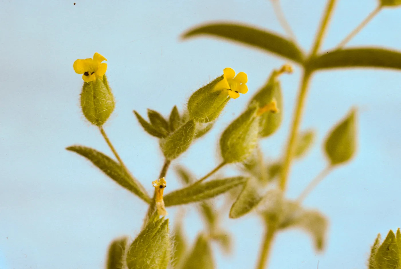 Mimulus pilosus