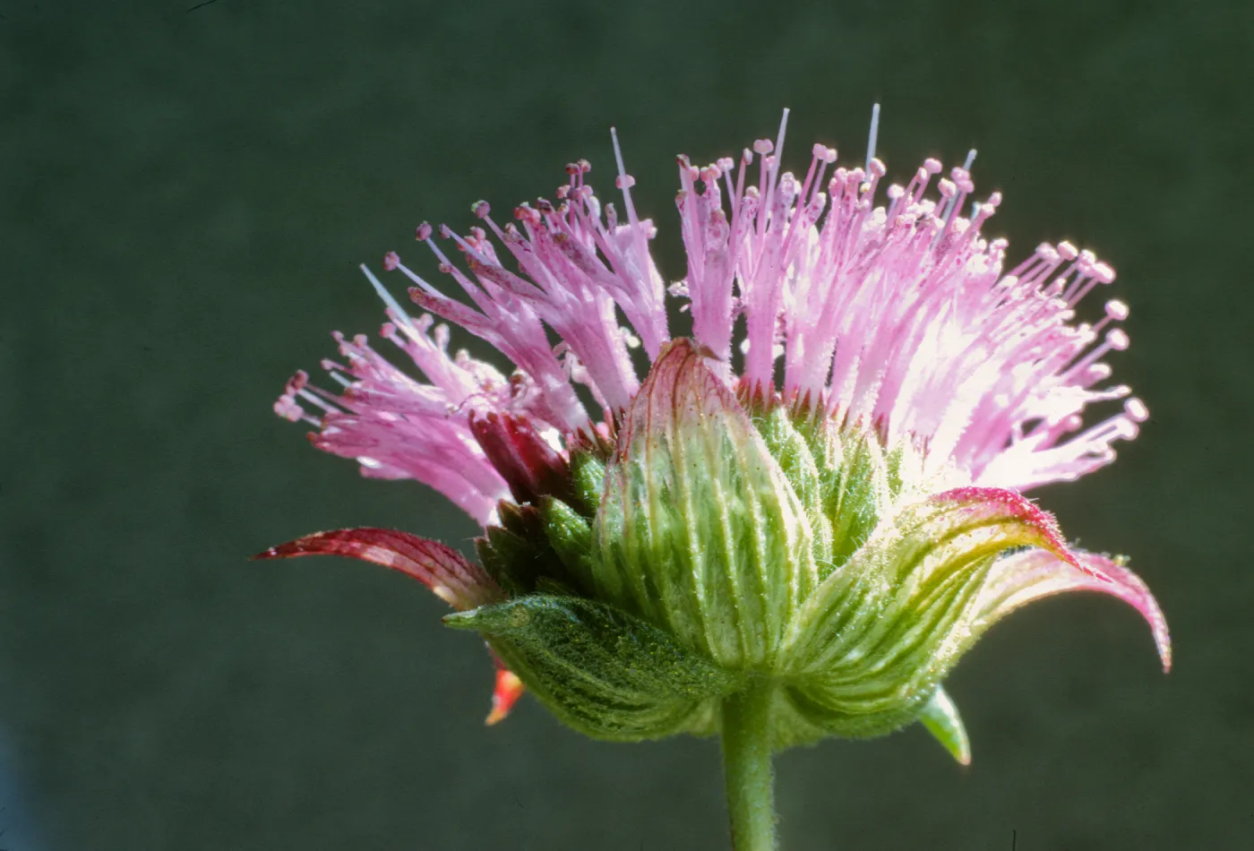 Monardella breweri