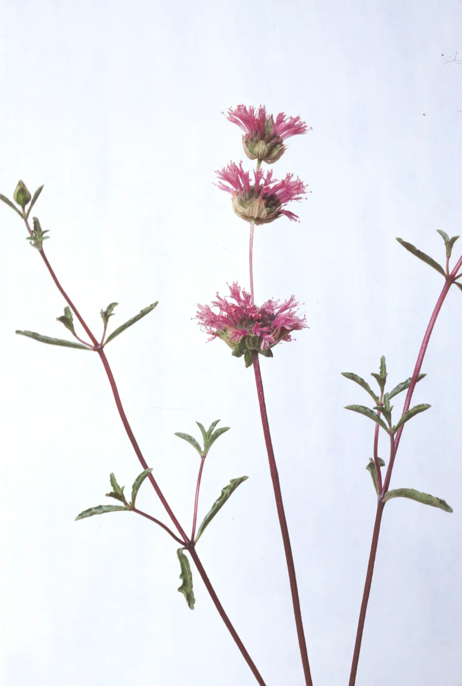 Monardella undulata