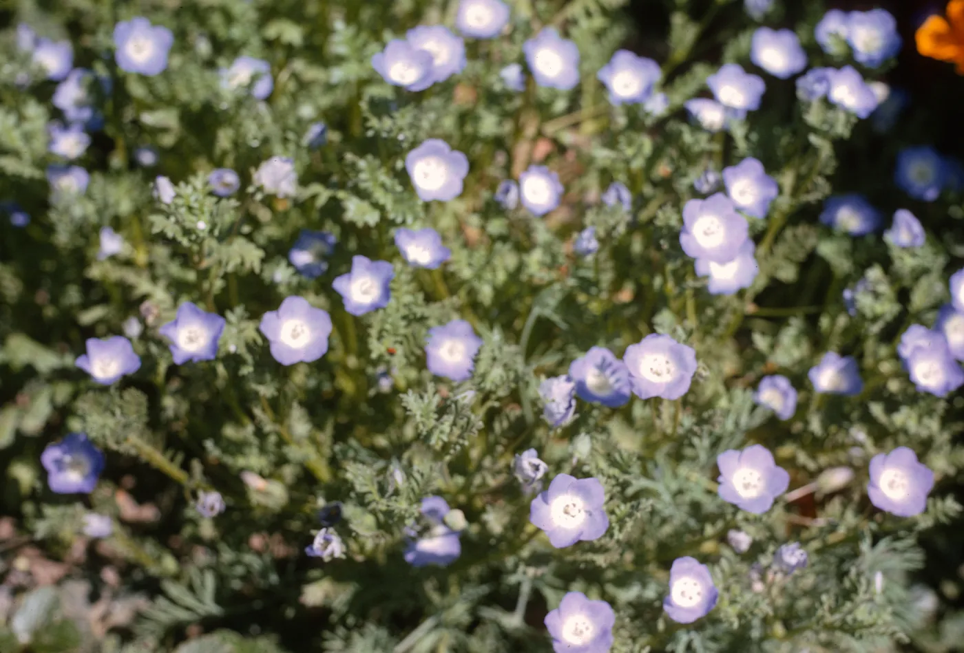 Nemophila menziesii